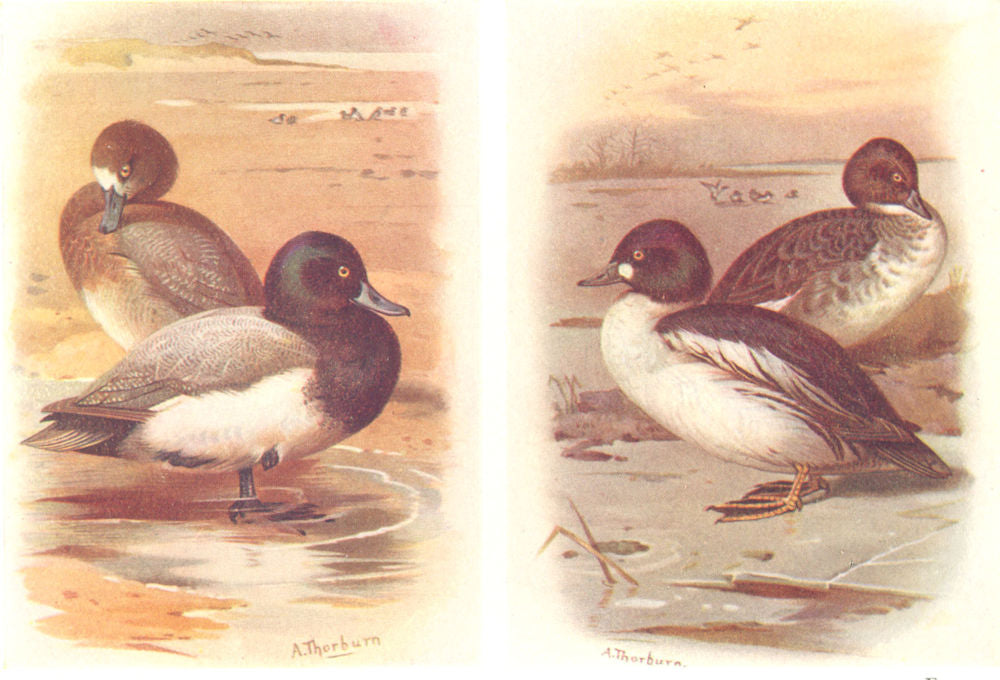 BRITISH BIRDS. Scaup; Goldeneye. THORBURN 1925 vintage print picture